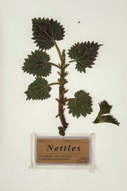 Nettles official trailer poster