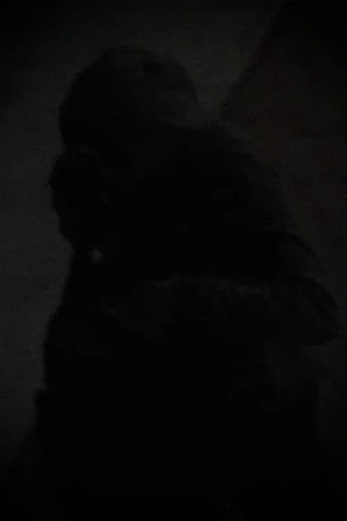 Rooftops official trailer poster