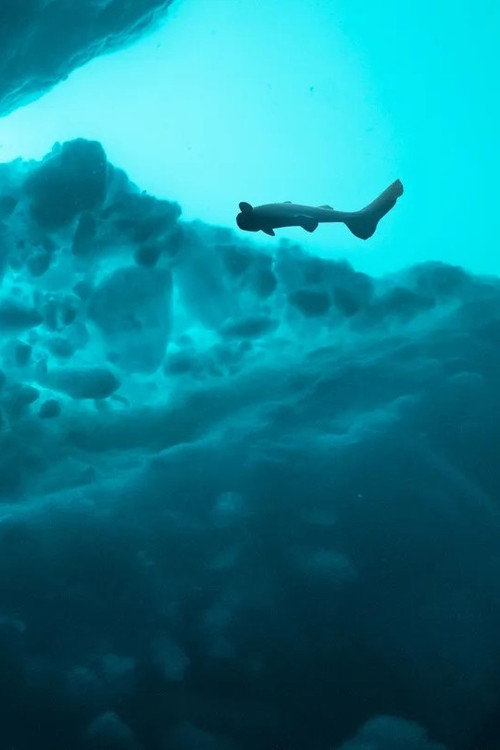 Sharks of the Icy North official trailer poster