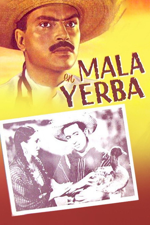 Mala yerba official trailer poster