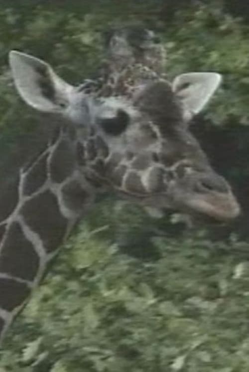 Luis Buñuel: The Spots of the Giraffe official trailer poster