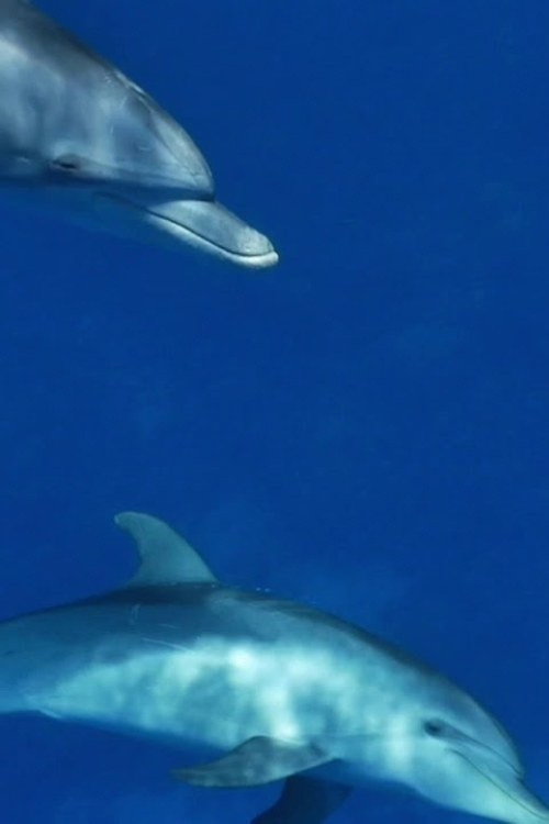 Meditate like a Dolphin official trailer poster