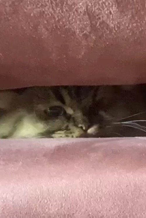 A Cat's Ascend To Claustrophobic Tranquility official trailer poster