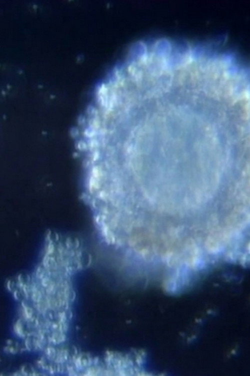 Fertilization in Video official trailer poster