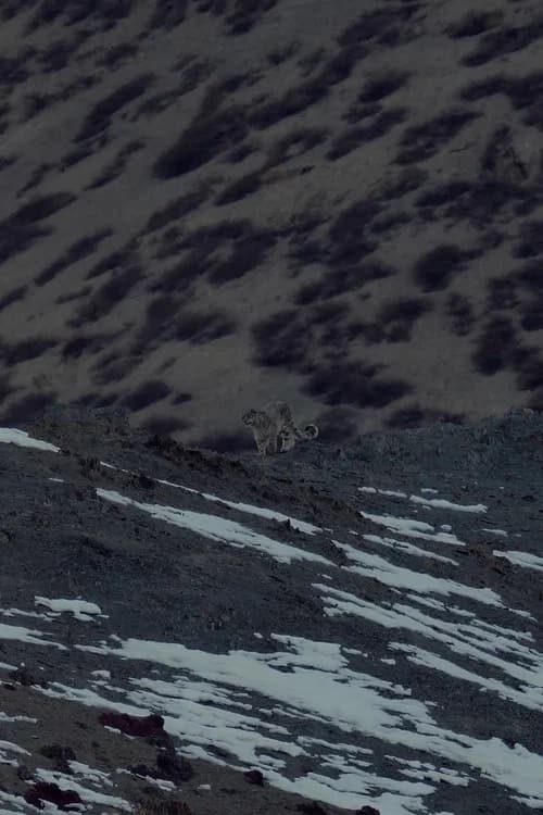 Big Cats of Ladakh official trailer poster
