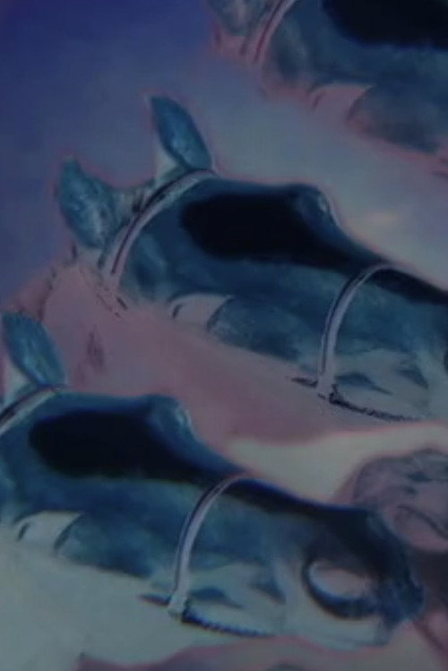 Drowning Horses official trailer poster