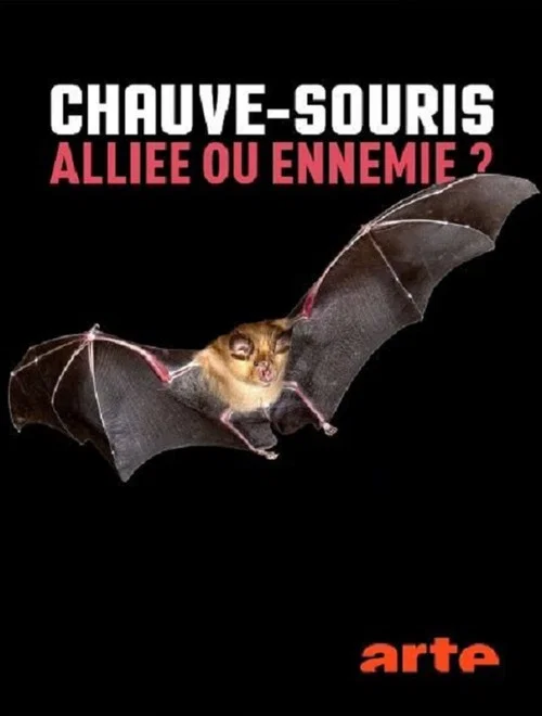 Chauve-souris: alliée ou ennemie? official trailer poster