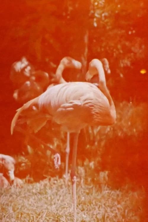 Sleeping Flamingo official trailer poster