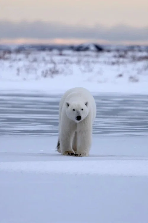 Polar Bear Country official trailer poster