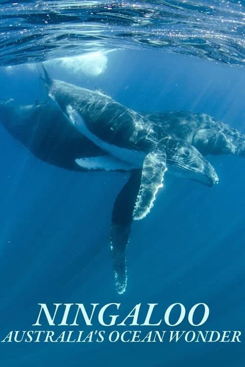 Ningaloo Nyinggulu official trailer poster