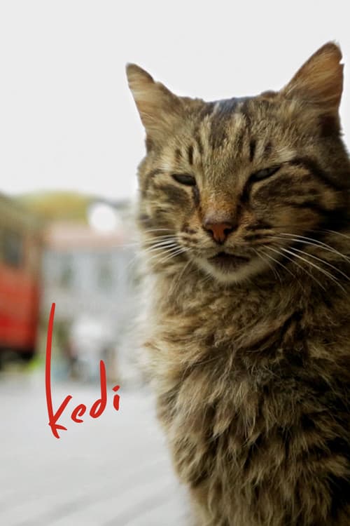 Kedi official trailer poster
