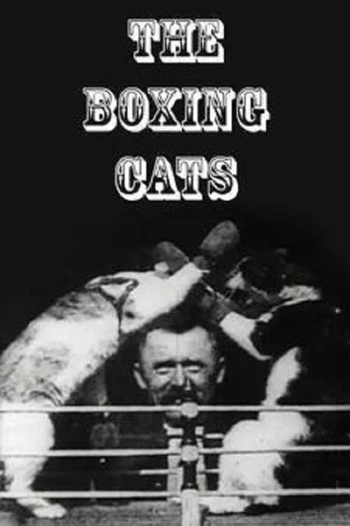 The Boxing Cats official trailer poster