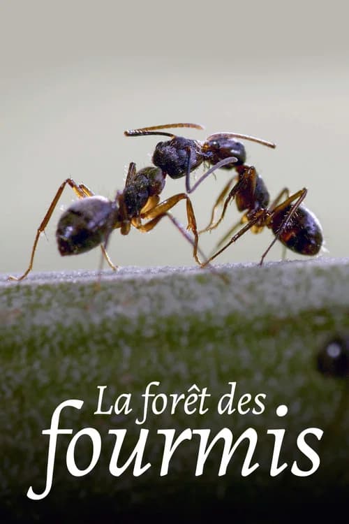 La Forêt des fourmis official trailer poster