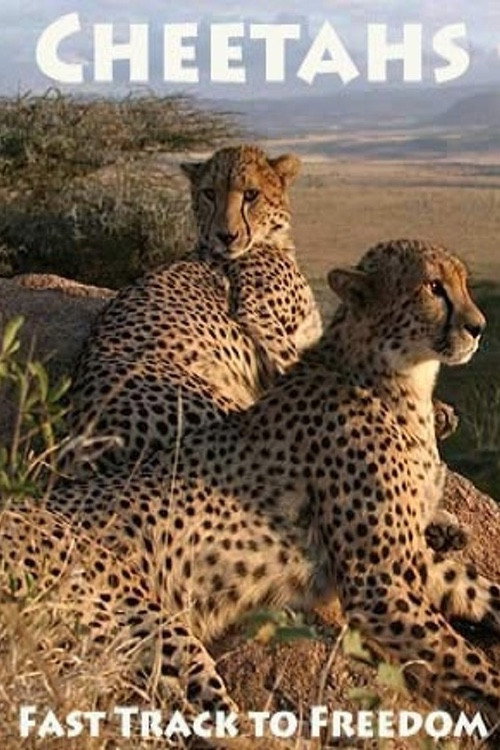 Cheetahs: Fast Track to Freedom official trailer poster
