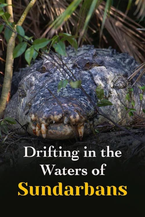 Drifting in the Waters of Sundarbans official trailer poster