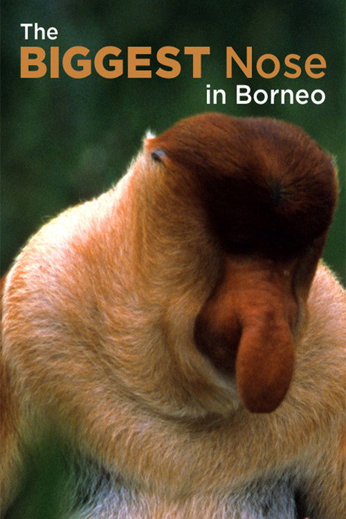 The Biggest Nose in Borneo official trailer poster