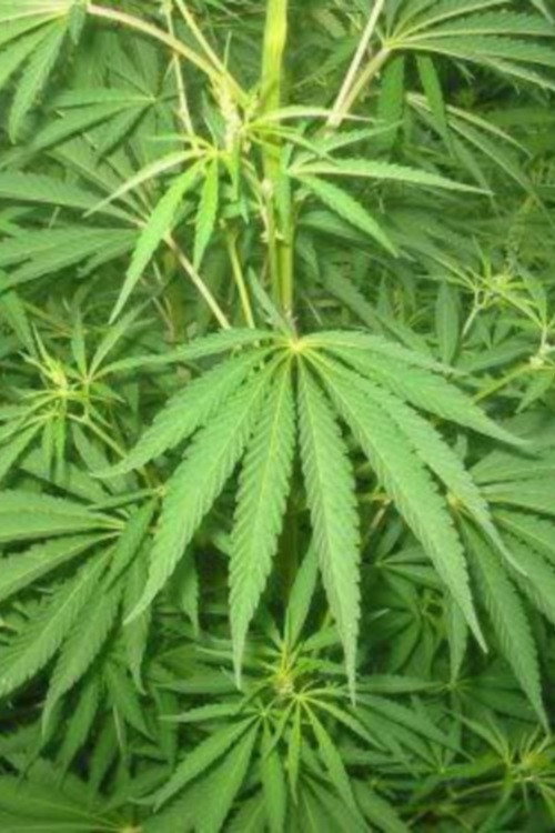 Le cannabis - Une plante entre le bien et le mal official trailer poster