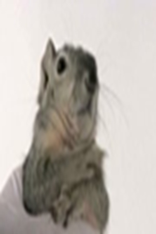 Western Gray Squirrel official trailer poster
