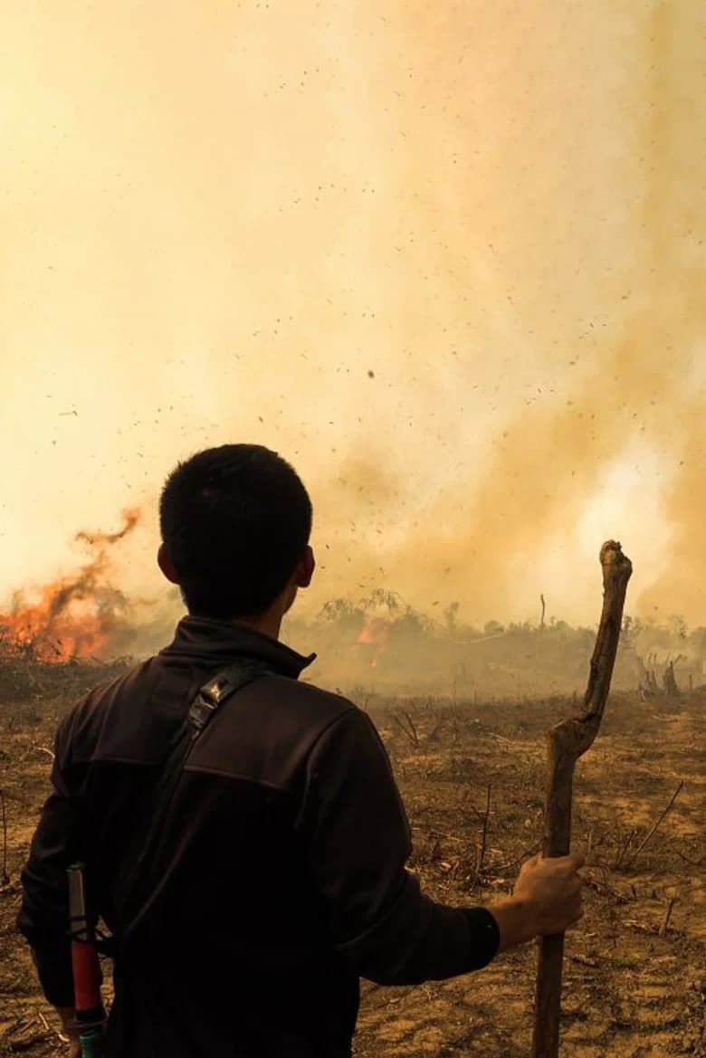 Fire At Forest background