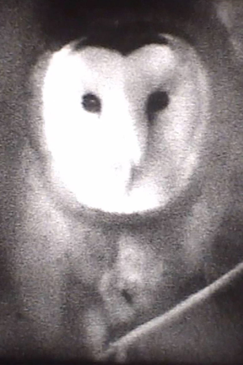 Owl background