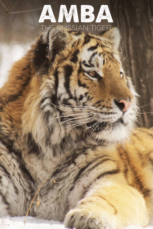Amba: The Russian Tiger official trailer poster