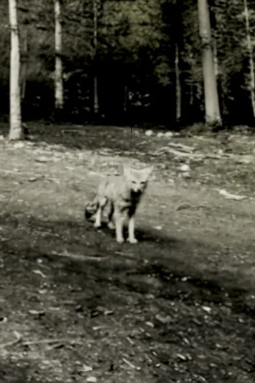 Last shot of the Argentine Grey Fox official trailer poster