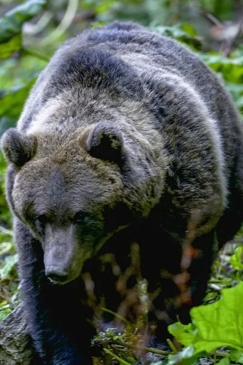 In the Heart of the Carpathians: The Kingdom of the Bear official trailer poster