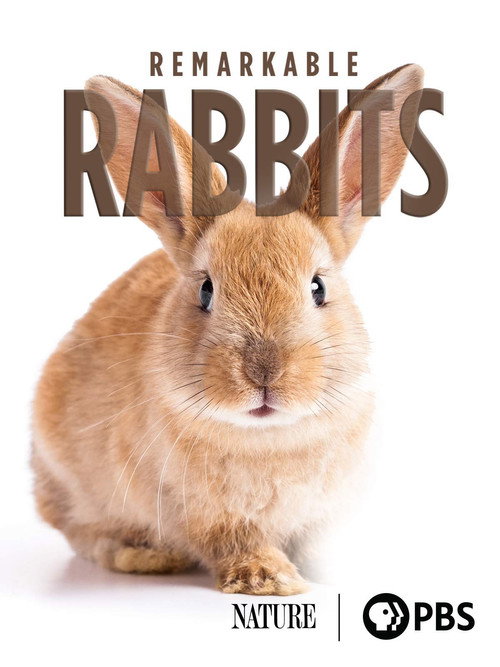Remarkable Rabbits official trailer poster