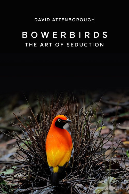 Bowerbirds: The Art of Seduction official trailer poster