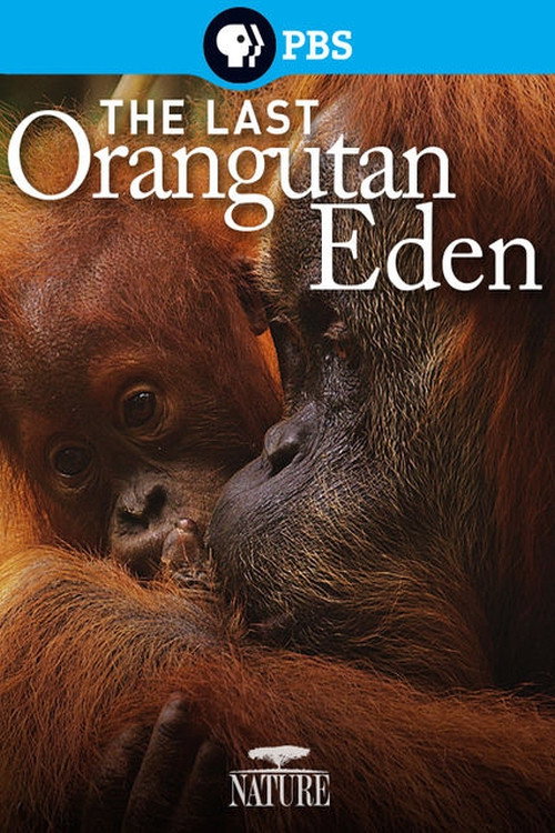 The Last Orangutan Eden official trailer poster