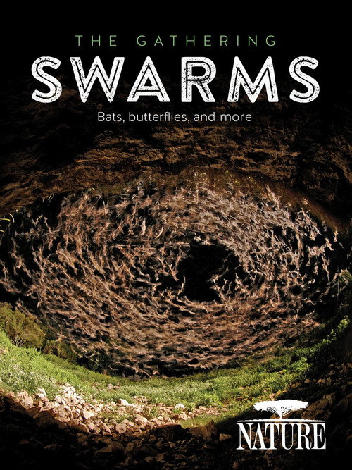 The Gathering Swarms official trailer poster